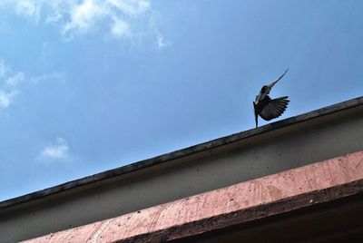 Low angle view of bird perching on roof