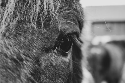 Close-up of a horse