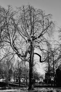 Trees against clear sky