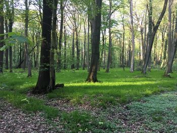 Trees in forest