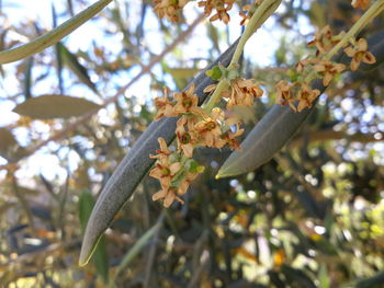 Low angle view of lizard on branch