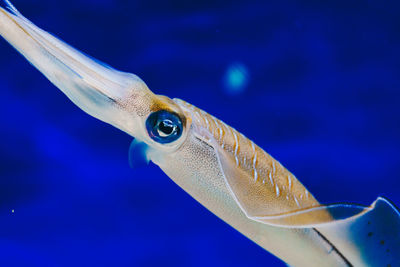 Close-up of fish swimming in sea