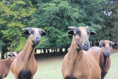 Portrait of sheep in a field