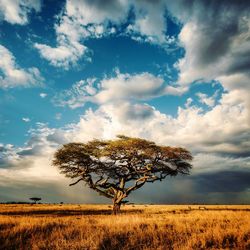 Tree on field against sky