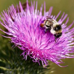 Close-up of bee on pink flower