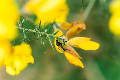 Close-up of insect on yellow flower