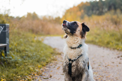 Dog on field