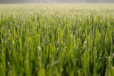 Close-up of crops growing on field