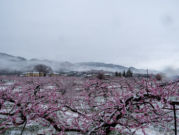 Pink cherry blossoms against sky