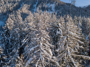 Pine trees in forest during winter