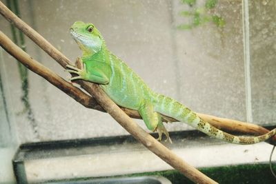 Close-up of a lizard on wall