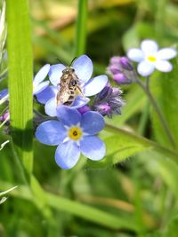 Close-up of bee on purple flower