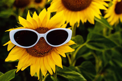 Close-up of sunflower wearing sunglasses against blurred background
