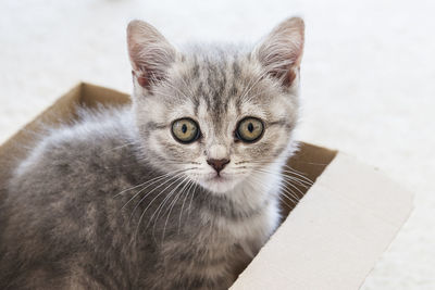 Close-up portrait of cat