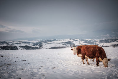 Horses on snow covered field against sky