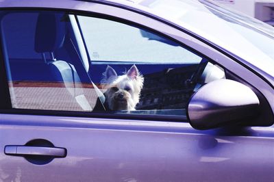 Dog seen through car window