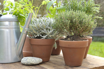 Close-up of potted plants on table