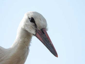 Close-up of bird against clear sky