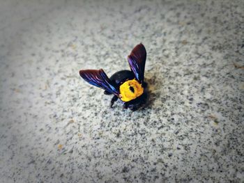 High angle view of butterfly on flower