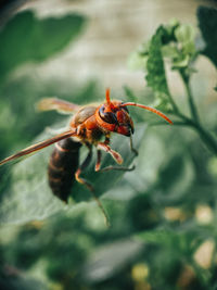 Close-up of insect on leaf