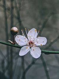 Close-up of cherry blossom