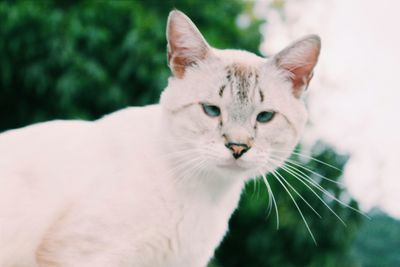 Close-up portrait of cat