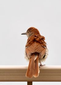 Low angle view of bird perching on railing against sky