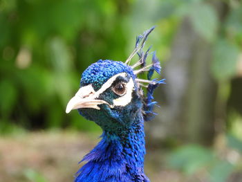 Close-up portrait of a peacock