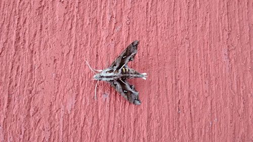 High angle view of lizard on wood