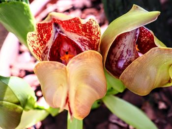 Close-up of red flowering plant