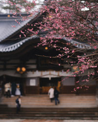 Cherry blossom by tree against building