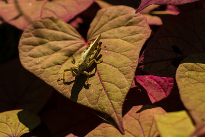 High angle view of insect on leaves