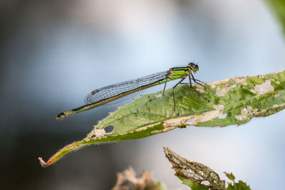 Close-up of damselfly on leaf