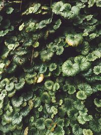 Full frame shot of leaves