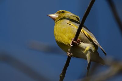 Low angle view of bird perching on branch against sky