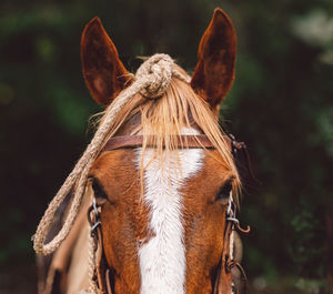 Close-up of a horse