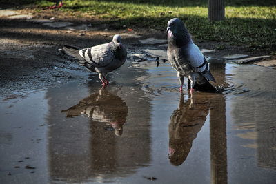 Birds perching on water