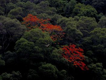 Trees in forest