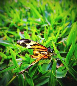 Close-up of butterfly on grass