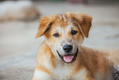 Portrait of dog sitting on land