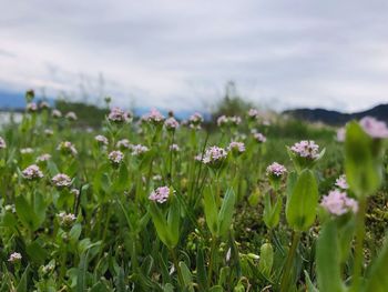 Close-up of purple flowering plants on field