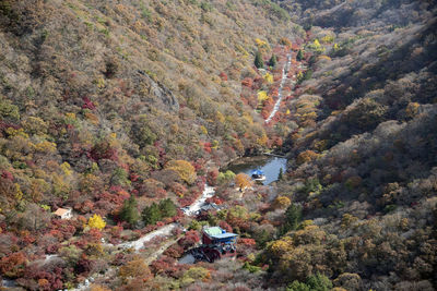 High angle view of trees and plants in forest
