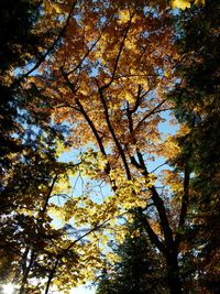 Low angle view of trees