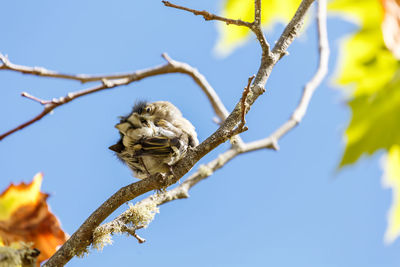 Low angle view of lizard on tree against sky