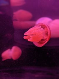 Close-up of pink jellyfish swimming in sea