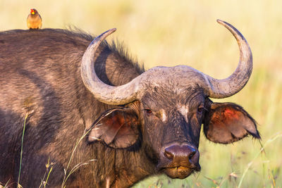 Watchful african buffalo portrait with a yellow-billed oxpecker on the back