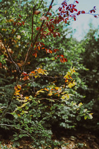 plant