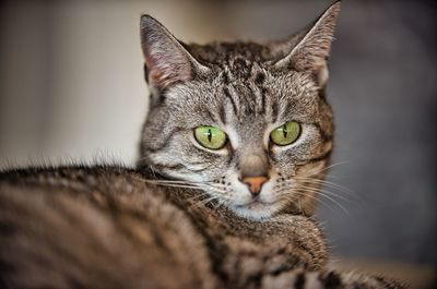 Close-up portrait of a cat