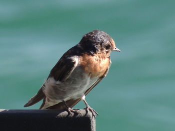 Close-up of bird perching on railing