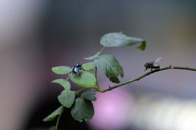 Close-up of insect on leaf